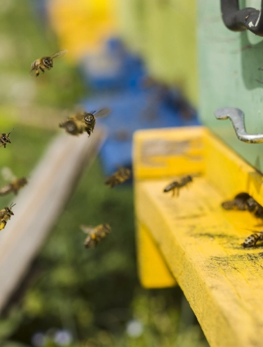 Atelier Grainothèque en extérieur