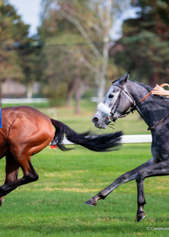 L’hippodrome de Laloubère a accueilli la journée des Anglo-Arabes.